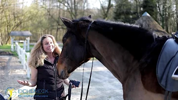 Wie groß muss mein Pferd für mich sein?