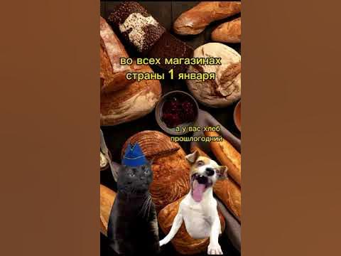 сумасшедшая собака - YouTube