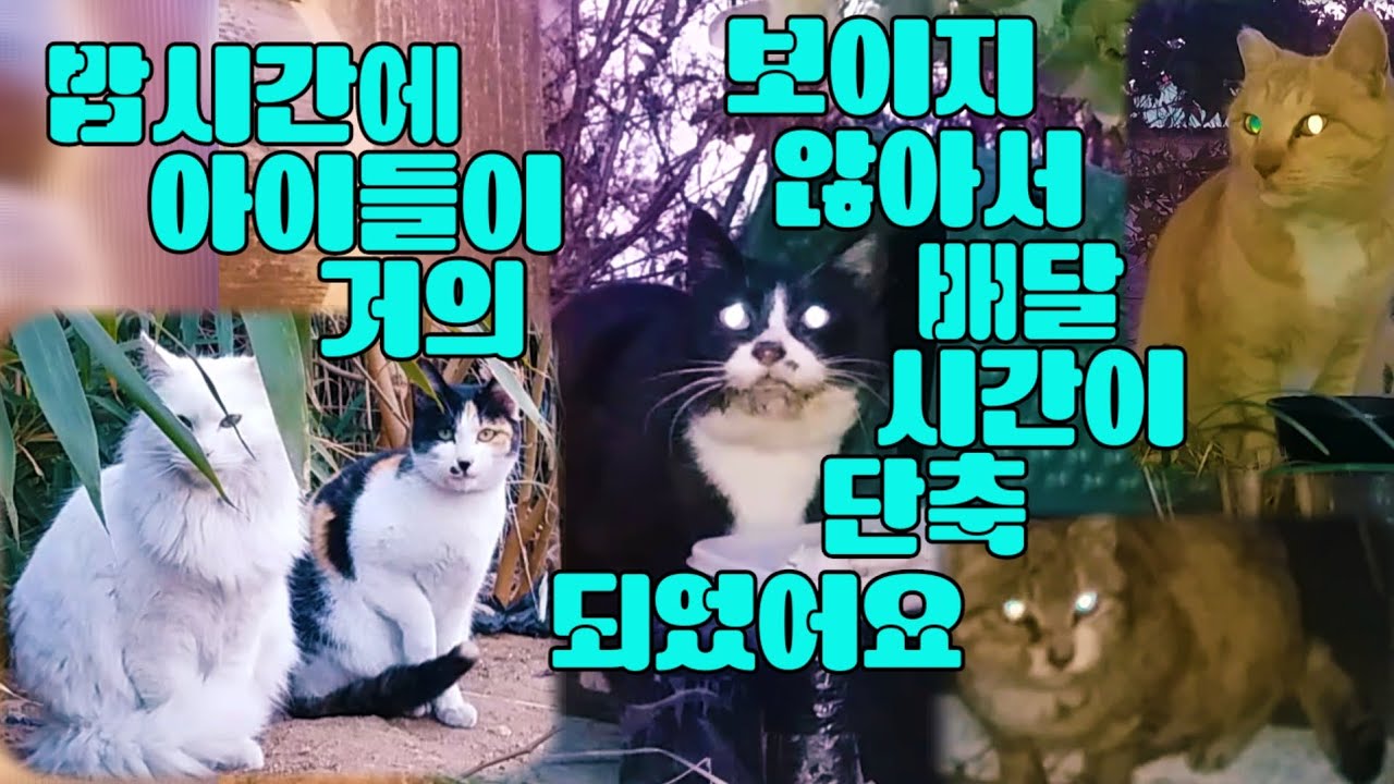 밥시간에 아이들이 많이 보이지 않아서 밥 배달 시간이 단축되었습니다