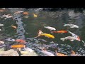 The flock of Vietnamese koi fish is extremely beautiful