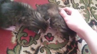 Маленькие котятки, только начинают ходить Маленькие котятки, только начинают ходить