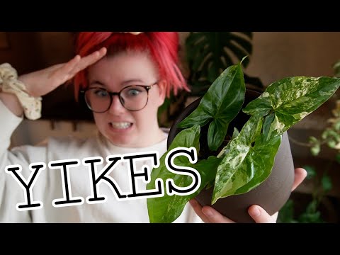 These Houseplant Prices Aren't What We Expected | PlanTEA