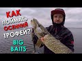 ПРИМАНКА НА ТРОФЕЙ! ЭТО BIG BAITS! Рыбалка на щуку осенью 2021! Ловля щуки на джиг на спиннинг