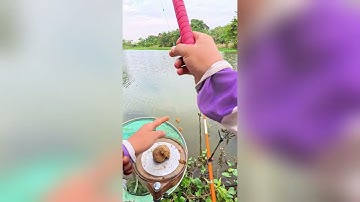 Phần 16:Cách Pha Mồi vuốt khô săn Cá Diếc cụ#cauca #fishing #thangthichcau
