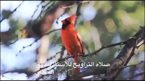 تلاوه من سوره النحل من ليالي رمضان للأستاذ / طارق الحالي