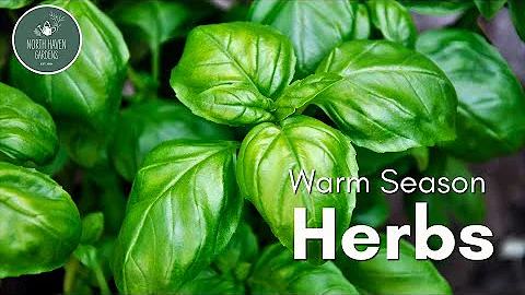 Warm Season Herbs 🌿 | Easy Growing Tips with Rusty Allen at North Haven Gardens