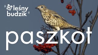 Leśny budzik - Paszkot