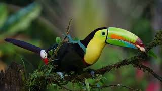 All About Toucans || How does Toucan work || Gulzar faisal Facts ||