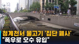 서울 청계천서 물고기 집단 폐사…&quot;폭우로 오수…