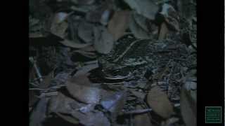 Creatures of the Night in Texas