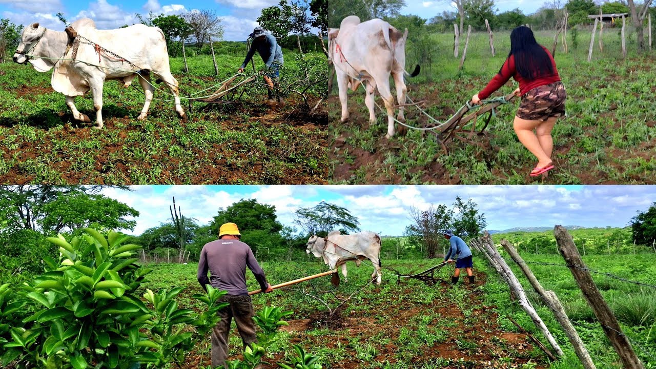 Hoje foi dia de trabalho,preparando  á terra para plantar no  Sítio olho d,água  Salgado🫘🌽