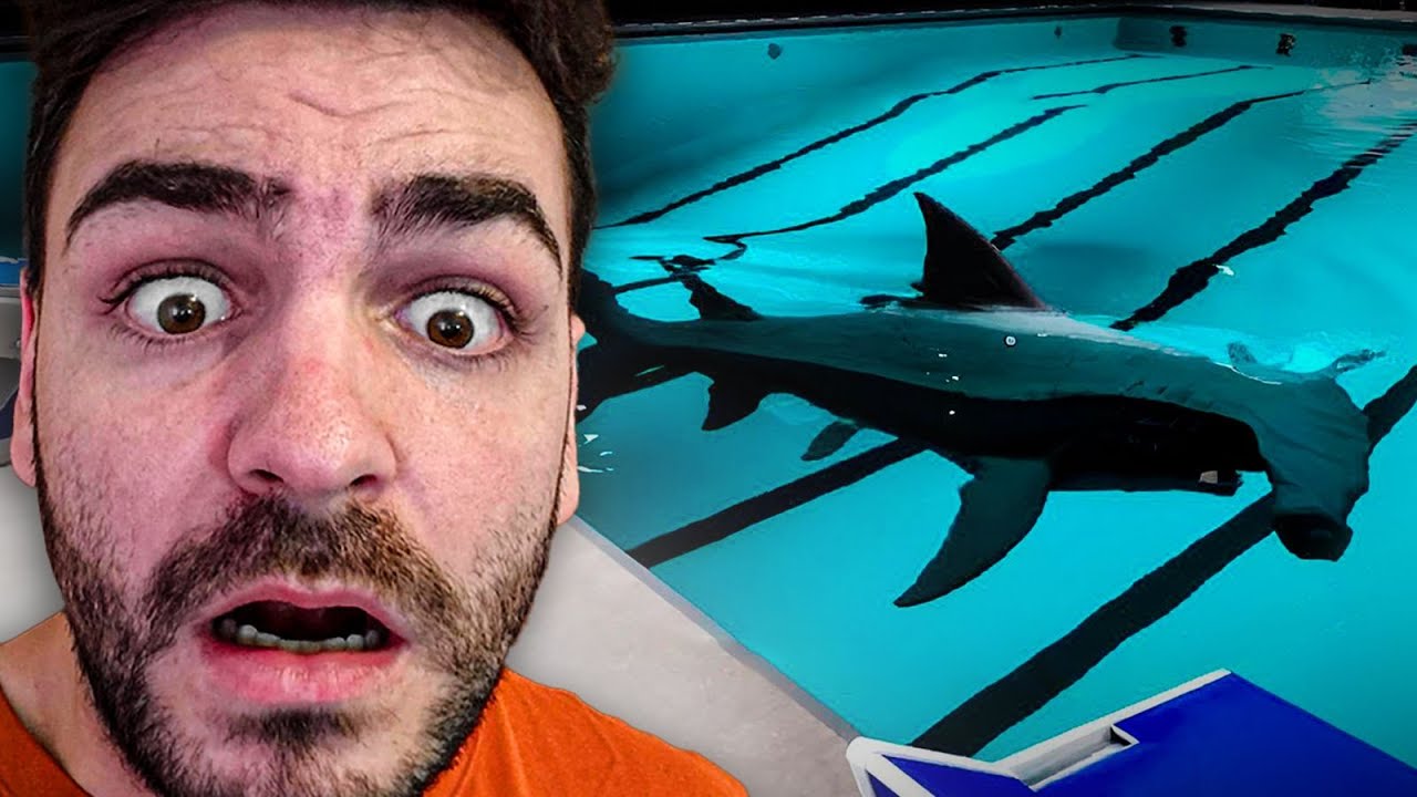 Un Tiburon Martillo se ha Infiltrado en mi Piscina