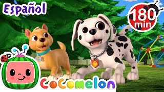 Cita de juegos con cachorros | CoComelon y los animales 🍉| Dibujos para niños by CoComelon y Animales - Canciones infantiles 16,191 views 1 month ago 3 hours, 1 minute