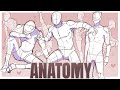 How to study anatomy