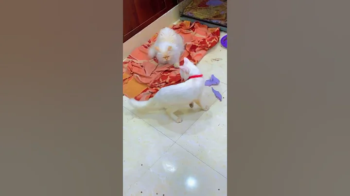 Watch the video about Persian Vs Turkish Cat Fight | Cats | WhatsApp Status | Pets Hub
