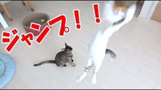 子猫2匹のジャンプ運動