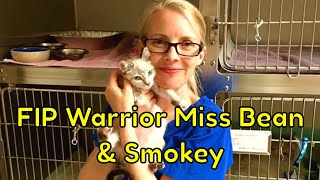 FIP WARRIOR VIDEO FIP WARRIOR VIDEO