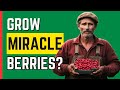 Unveiling the magic of miracle berry  can you grow it