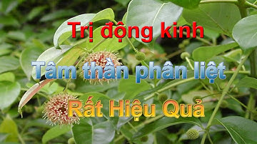 Cây câu đằng trị động kinh, tâm thần phân liệt
