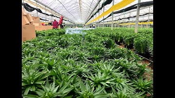 VƯỜN LY CHẬU ĐÀ LẠT XUẤT HÀNG VÀO DỊP TẾT 2023| GIÁ TỐT SỈ LẺ SỐ LƯỢNG LỚN - LH 0971 291 791