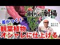 前ちゃん劇場　観葉植物 コンテナガード仕上げ