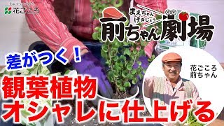 前ちゃん劇場　観葉植物 コンテナガード仕上げ