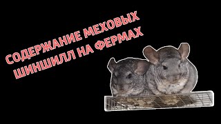 Бизнес на шиншиллах.Содержание меховых шиншилл на фермах Chinchilla.Fur.Ukraine Бизнес на шиншиллах.Содержание меховых шиншилл на фермах Chinchilla.Fur.Ukraine