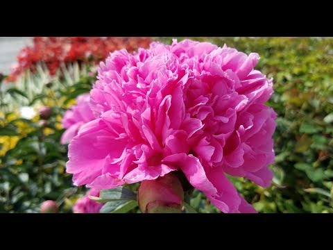 Video: Cara menumbuhkan peony abadi yang indah Edulis Superba