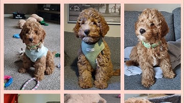 Care and Training Tips for Your 9-Week-Old Cavapoo Puppy