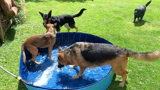 Belgian Malinois Vs 2 x German Shepherds #4K #BelgianMalinois #germanshepherd