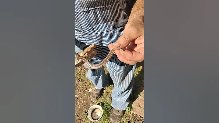 See Our Little Garden Buddy!! #urbanfarming #garden #snakes