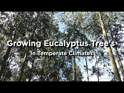 Video: Eucalyptus Pauciflora Information: Lär dig om Snow Gum Eucalyptus Care