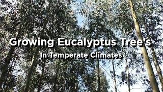 Growing Eucalyptus Tree