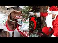 SANTA DELIVERS PRESENTS TO MY DOGS!