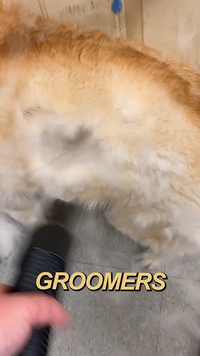 i-sneezed-3-times-just-watching-this-youtube
