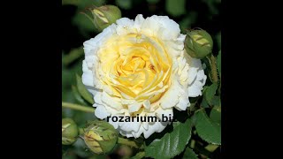 плетистая роза сирано де бержерак питомник роз полины козловой rozarium.biz  rose Cyrano de Bergerac