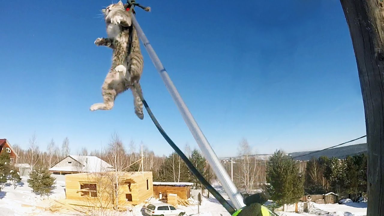 Очередной опорный кот / Cat rescue with hot wires