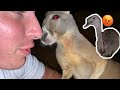 Texas Man Cheats on Ostrich with a Kangaroo (emotional)
