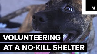 Volunteering at a No-Kill Animal Shelter