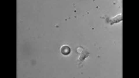 Fast-mode migration of non-activated T cells on ICAM-1.