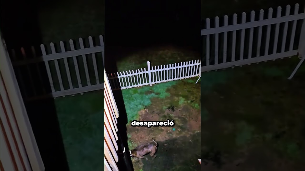 Un perro extraño, y por qué la chica llora