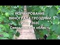 Нормирование винограда гроздями. Свердловская область 2020