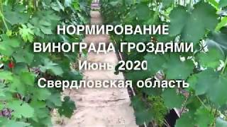 Нормирование винограда гроздями. Свердловская область 2020