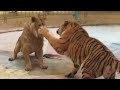 雄狮钻进母老虎堆，被联合打倒在地! | Tiger vs Lion