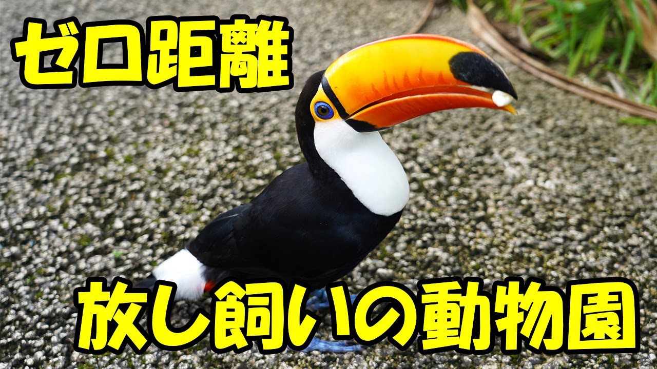 沖縄 ネオパークオキナワ 動物園 情報サイトzoo Palette 全国地域別一覧 地方別 エリア別 飼育動物一覧 園内マップ アクセス 駐車場 休園日 開園時間 入園料 パスポート ふれあい レストラン 授乳室 施設 イベント 沖縄 ネオパークオキナワ 動物園 情報サイトzoo Palette 全国地域別一覧 地方別 エリア別 飼育動物一覧 園内マップ アクセス 駐車場 休園日 開園時間 入園料 パスポート ふれあい レストラン 授乳室 施設 イベント