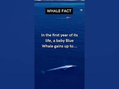 Wonders of the Ocean: The Blue Whale - YouTube