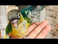 How to hand reared conure Parrot full tips complete video 2024