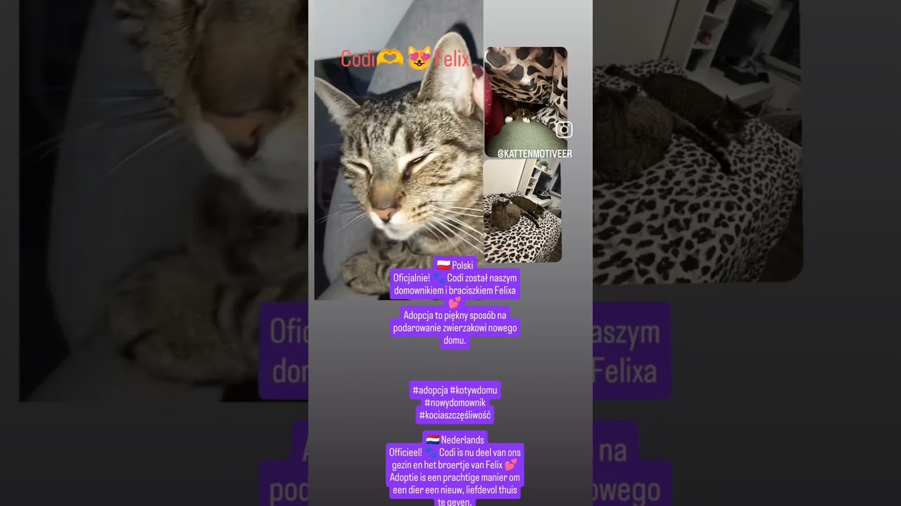 Officieel! 🐾 Codi is nu deel van ons gezin en het broertje van Felix 💕Adoptie is een prachtige #dc