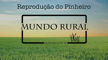 O que caracteriza a reprodução do Pinheiro?