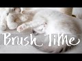 Grooming long hair cat | CatIT - BEST brush kit? | Ragdolls Pixie and Bluebell